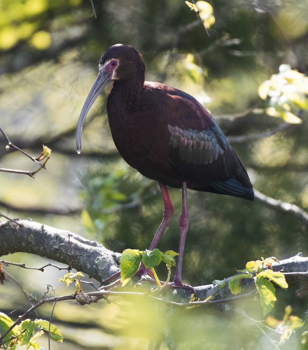 White-faced Ibis - Heather Van Dyk