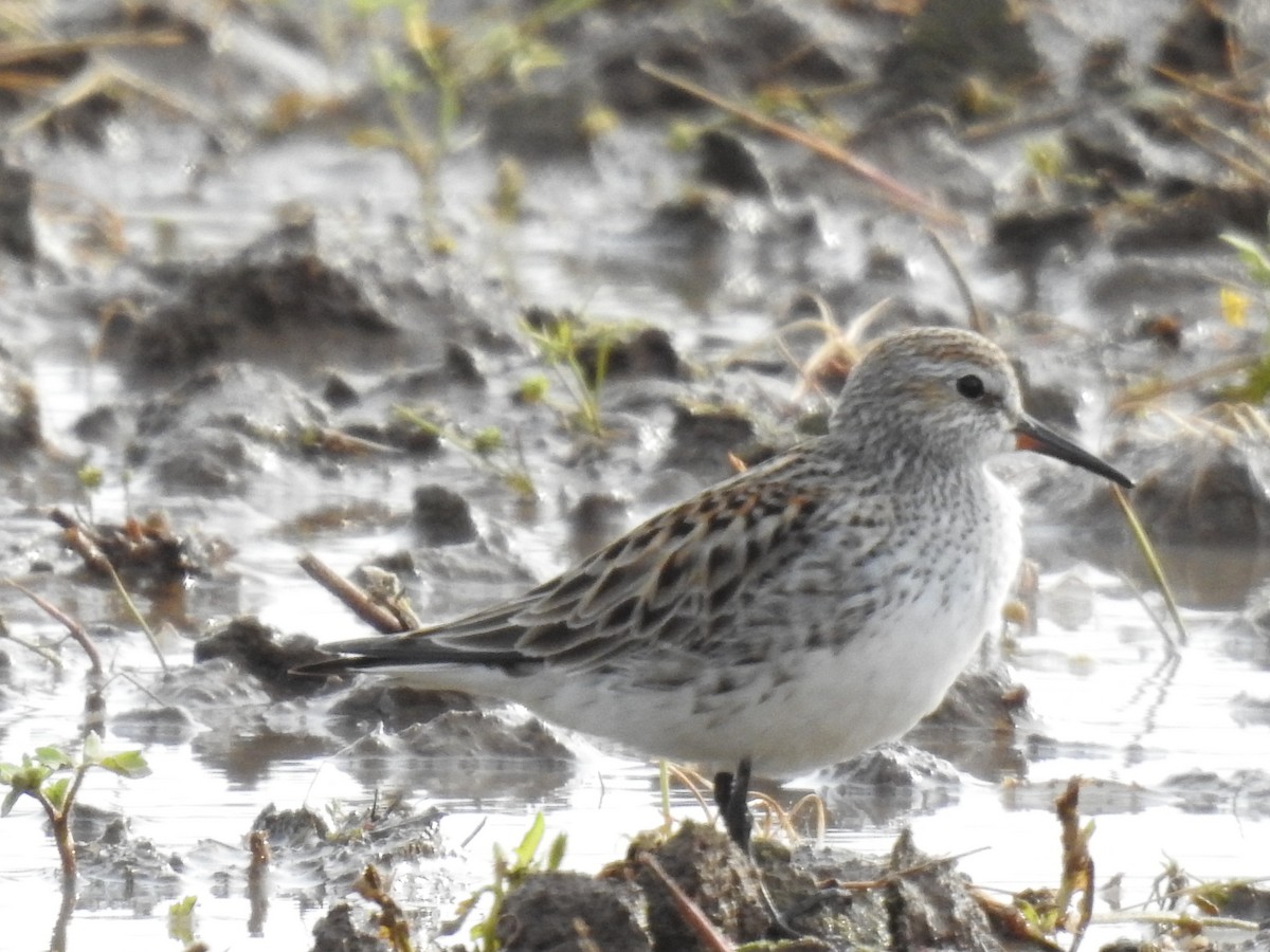 White-rumped Sandpiper - James Bolte