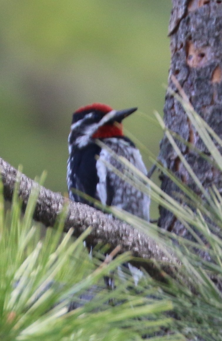 Red-naped Sapsucker - Mike Fung