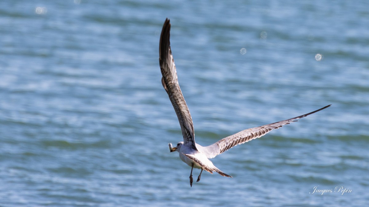 Ring-billed Gull - ML452199181