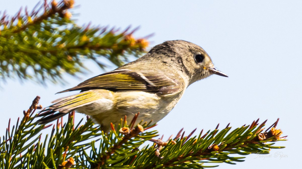 Ruby-crowned Kinglet - ML452201411