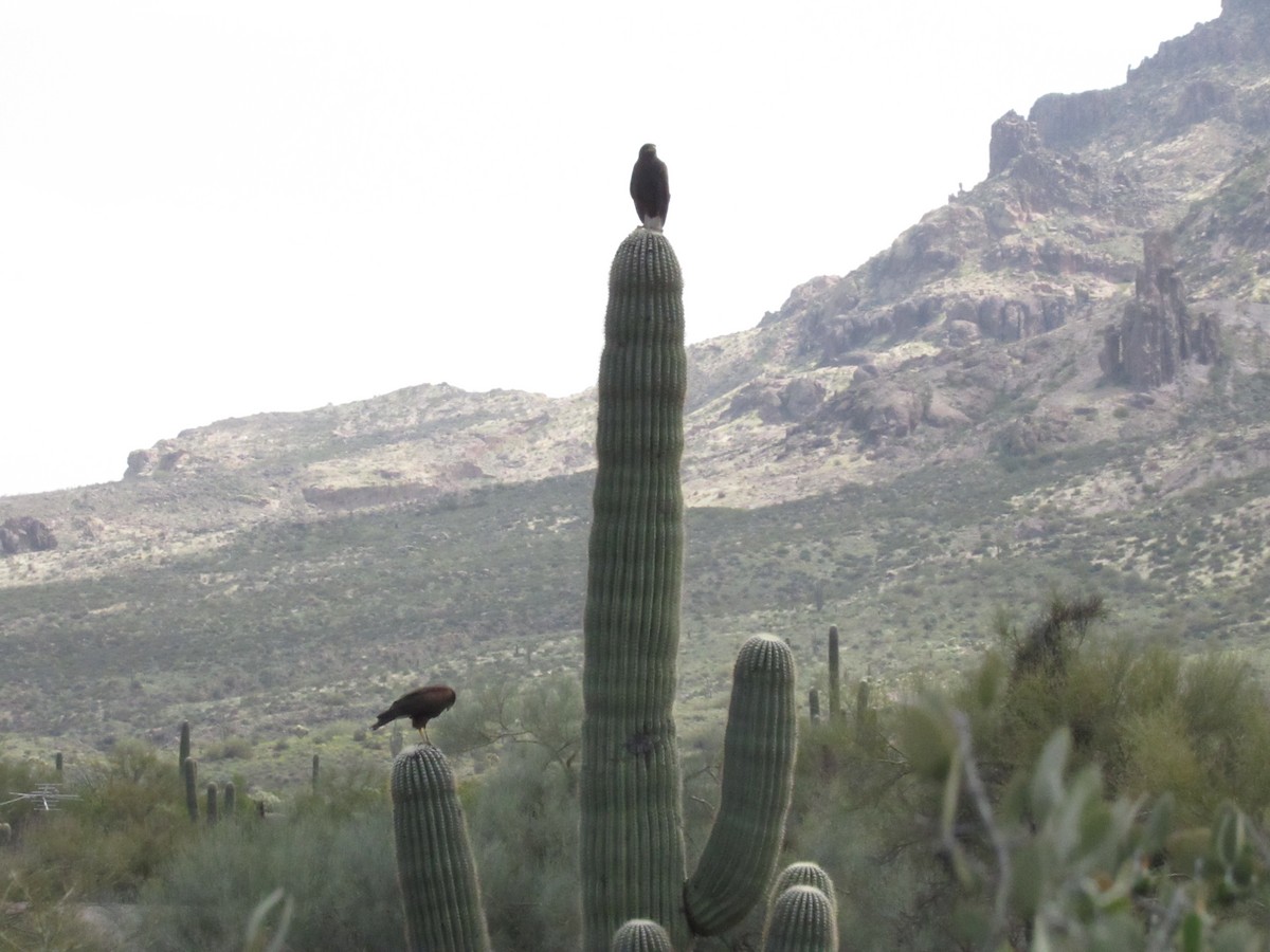 Harris's Hawk - ML452201951