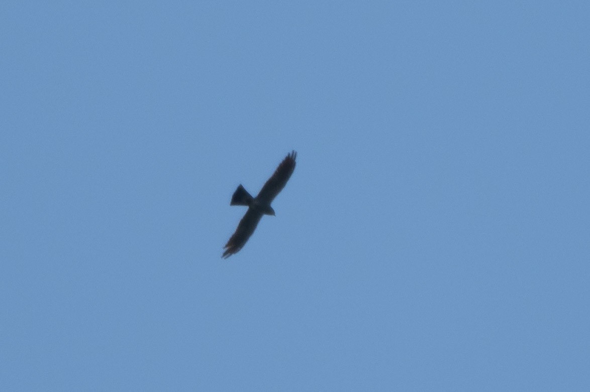 Mississippi Kite - Alex Bernzweig