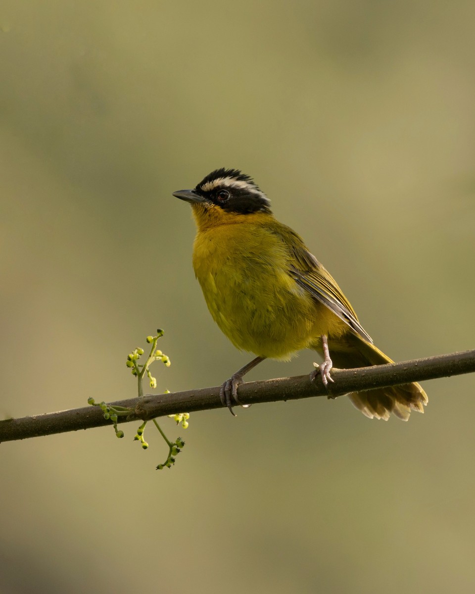 Black-capped Hemispingus - Fisher Chavez - COAP-CUSCO Tunkiwasi lodge.