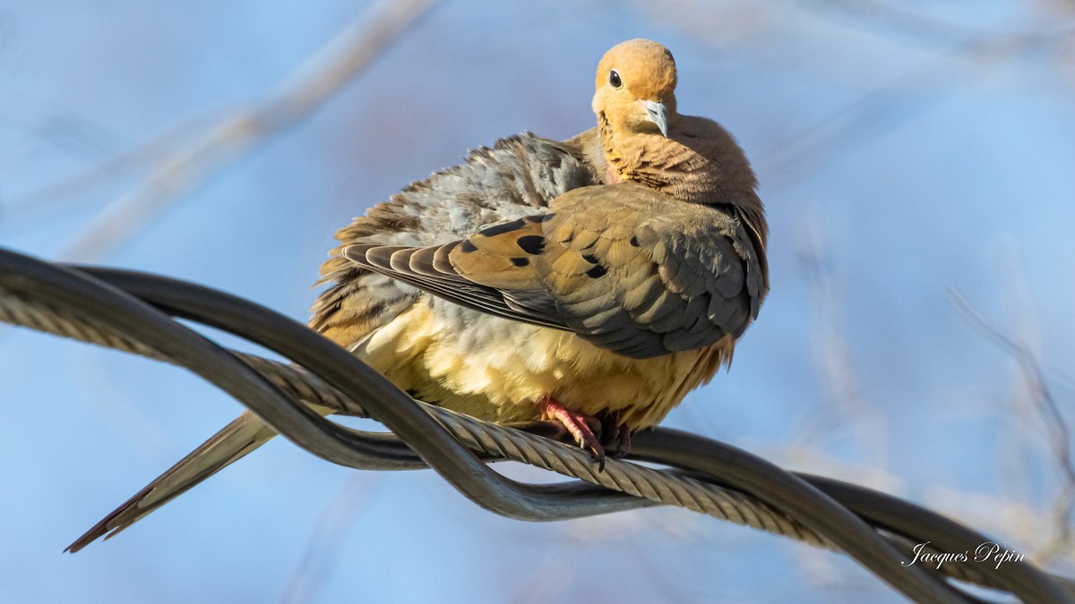 Mourning Dove - ML452203791