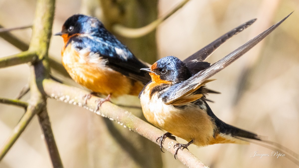 Tree Swallow - ML452203971