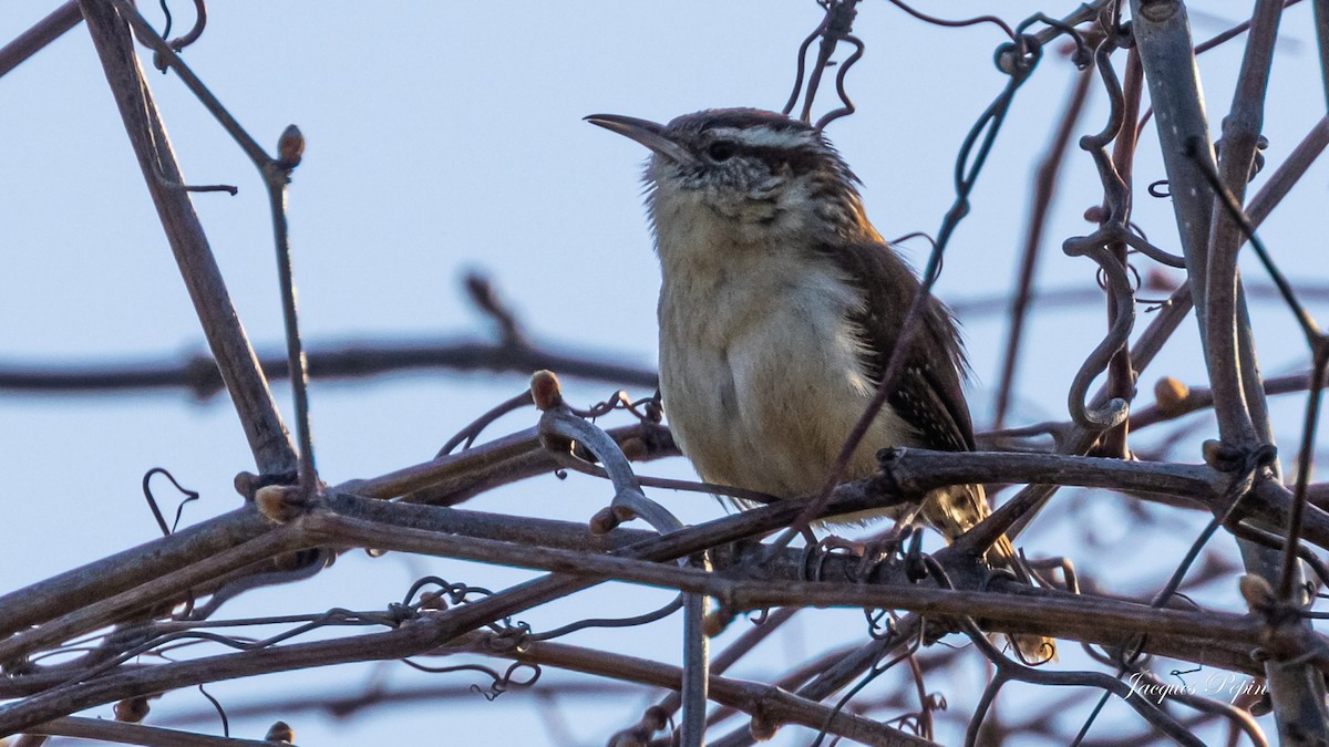 Carolina Wren - ML452204121