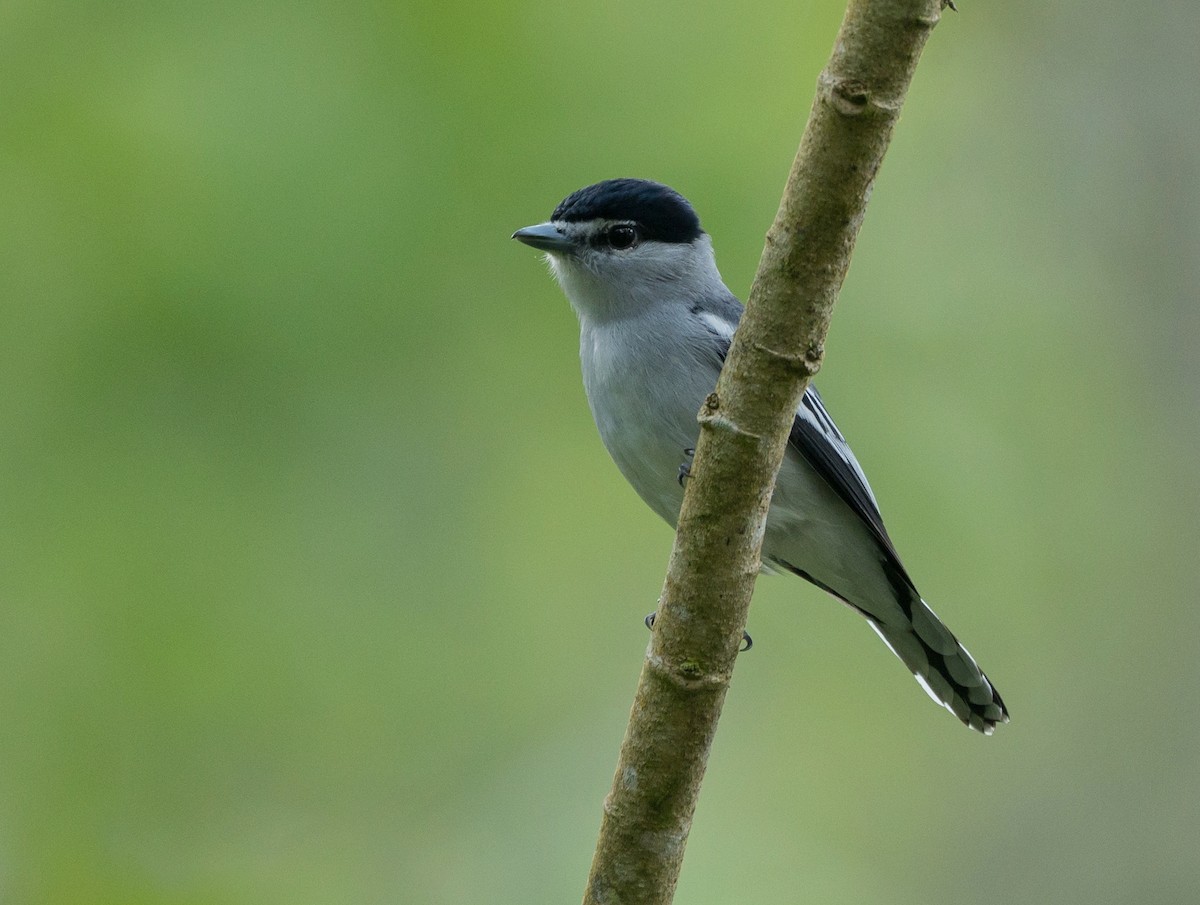 Black-and-white Becard - Fisher Chavez - COAP-CUSCO