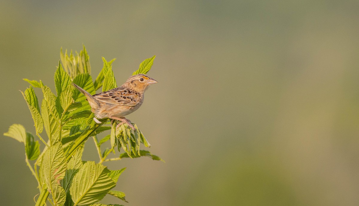 Grasshopper Sparrow - ML452205421