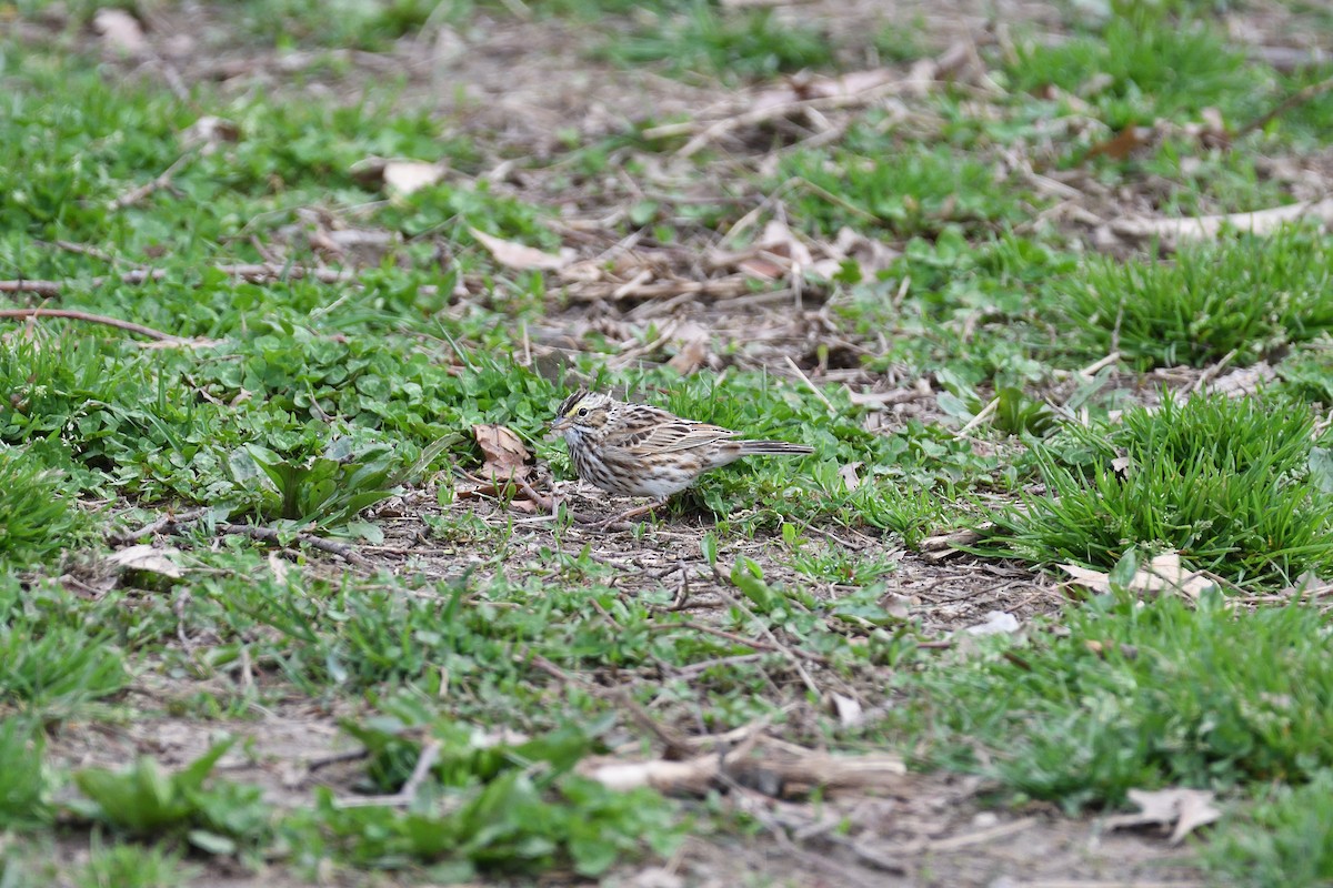 Savannah Sparrow - ML452207371