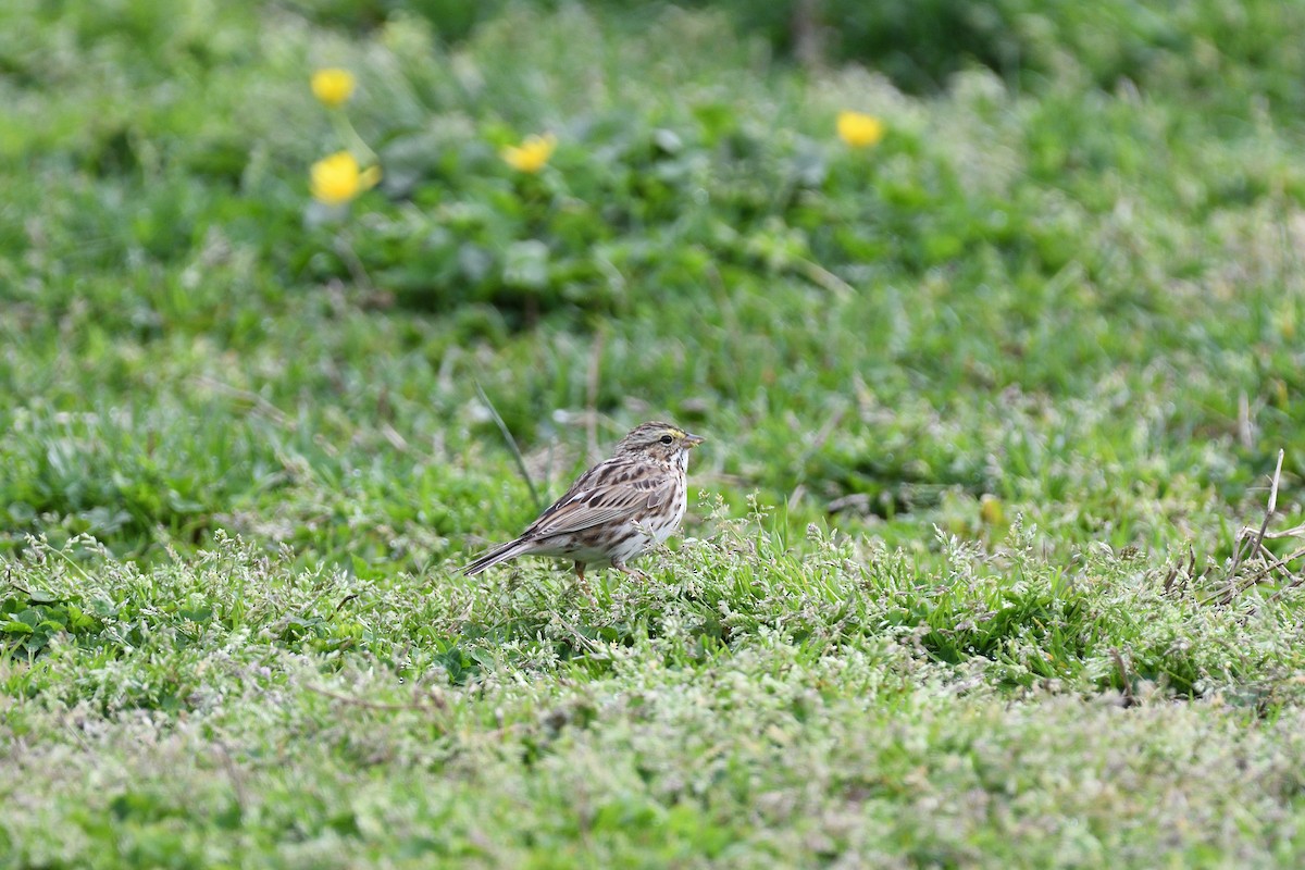 Savannah Sparrow - ML452207401