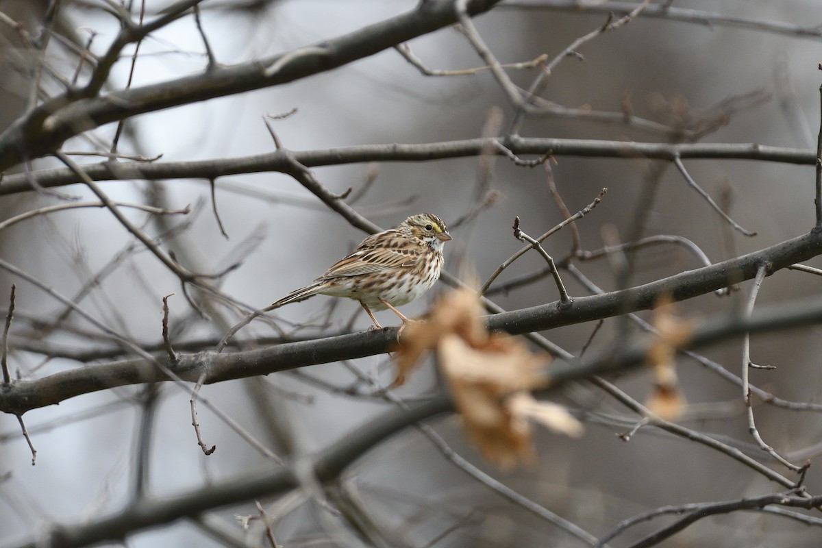 Savannah Sparrow - ML452207441