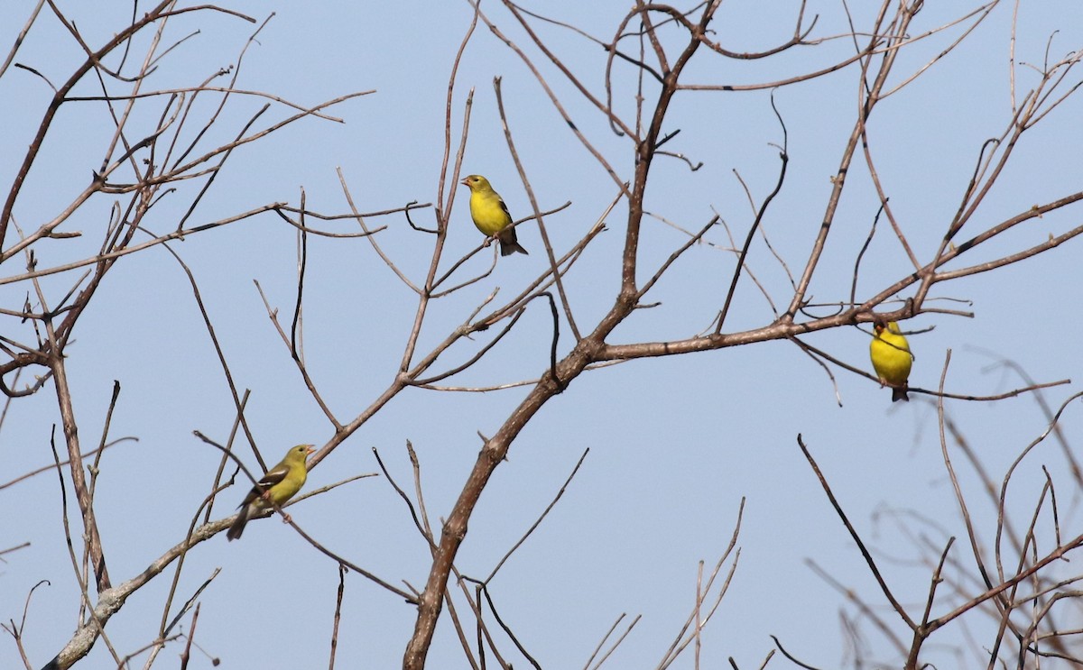 American Goldfinch - ML452207741