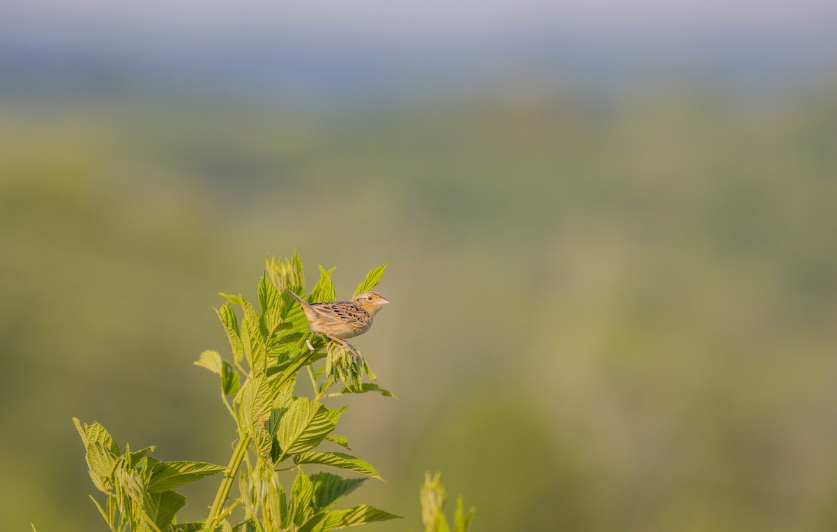 Grasshopper Sparrow - ML452208221