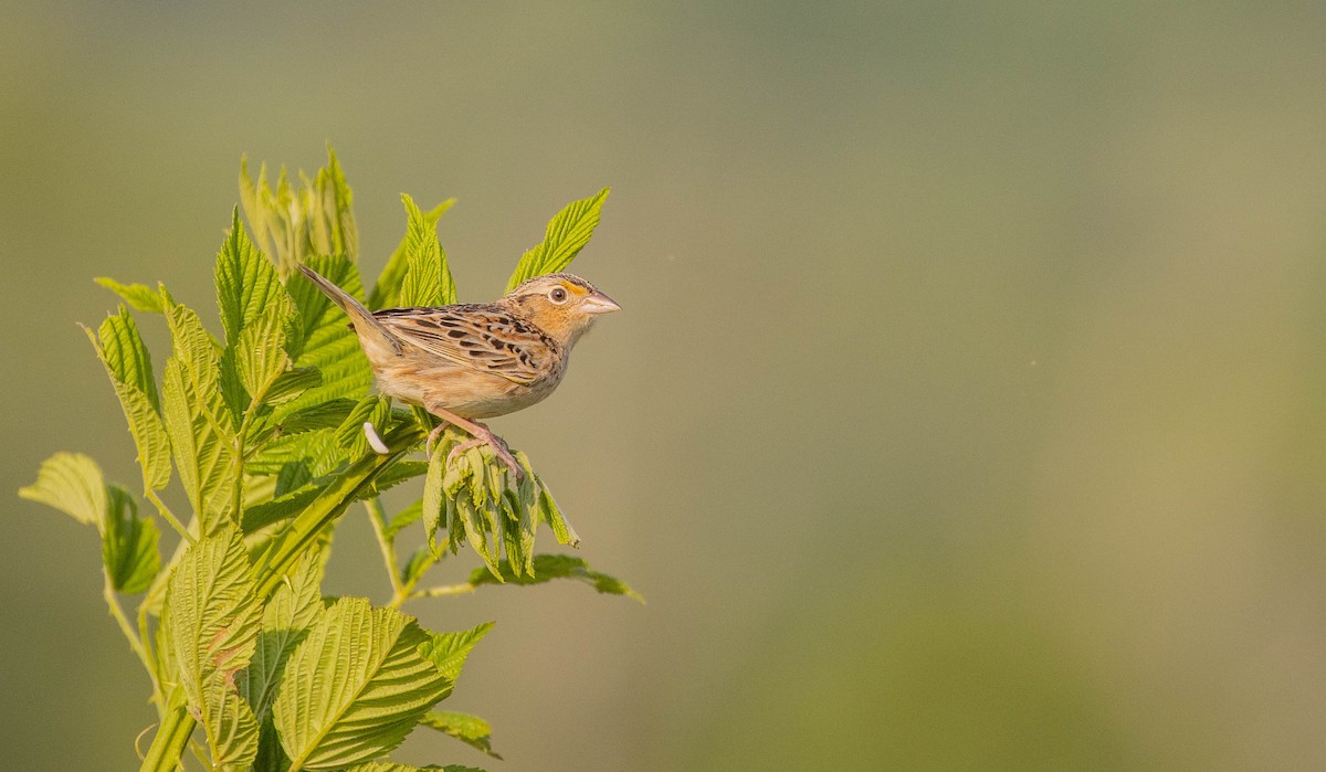 Grasshopper Sparrow - ML452208351