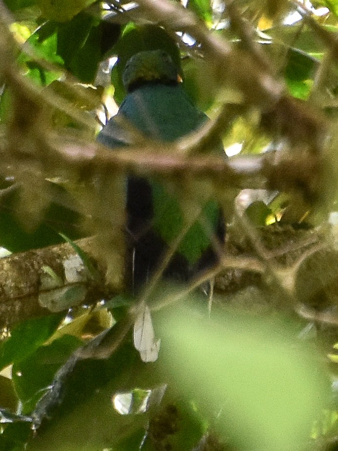 White-tipped Quetzal - Antonio Ros