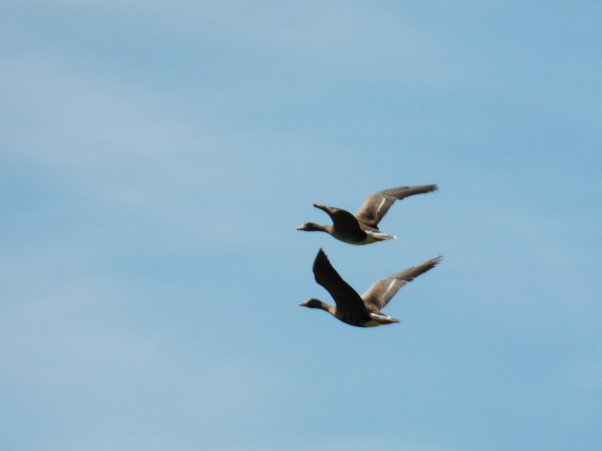 Greater White-fronted Goose - ML45220921