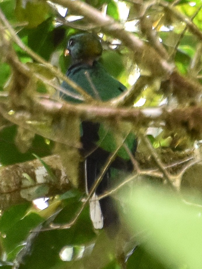 White-tipped Quetzal - Antonio Ros