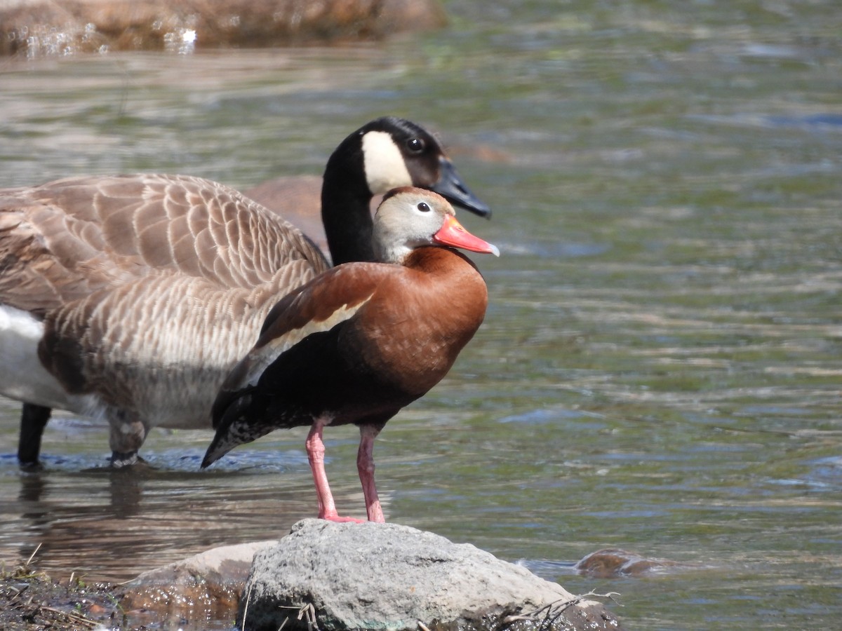 アカハシリュウキュウガモ - ML452210611