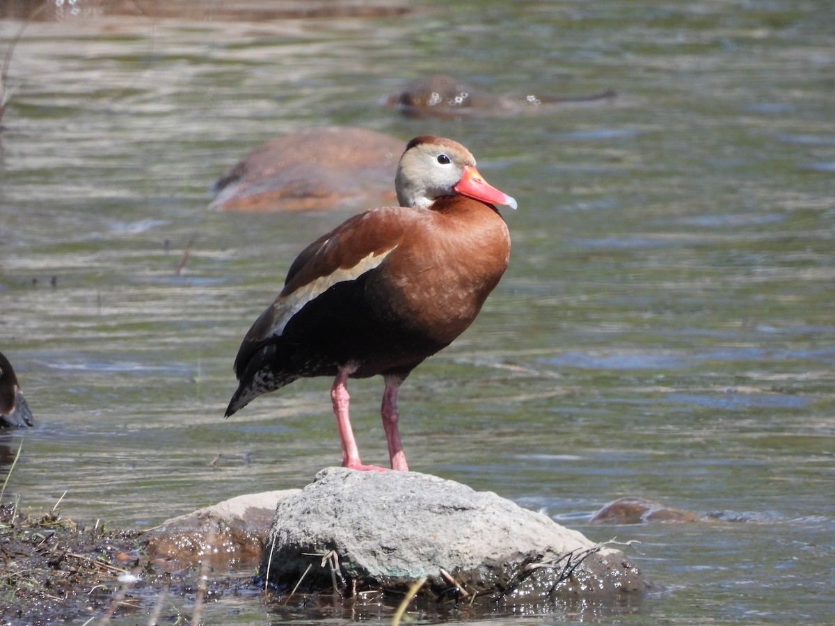 アカハシリュウキュウガモ - ML452210701