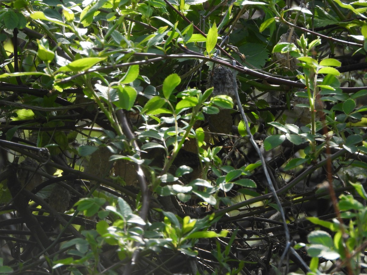 Sedge Wren - ML452210731