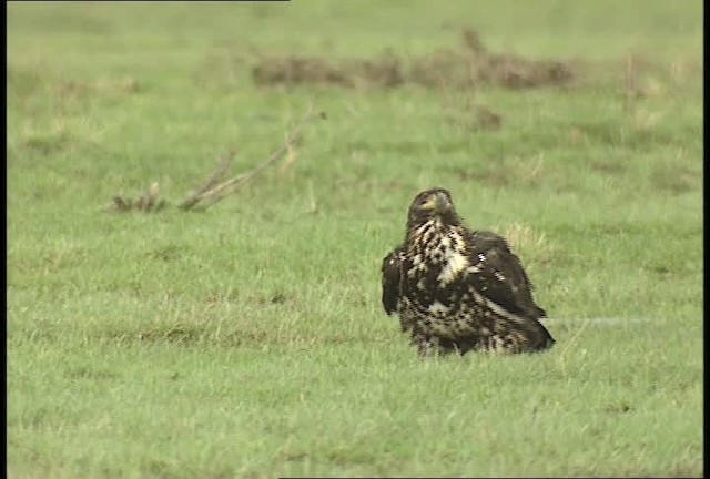 Weißkopf-Seeadler - ML452211