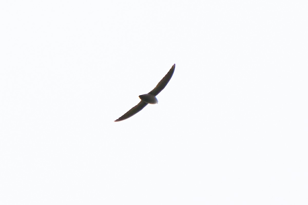 Chimney Swift - ML452211311