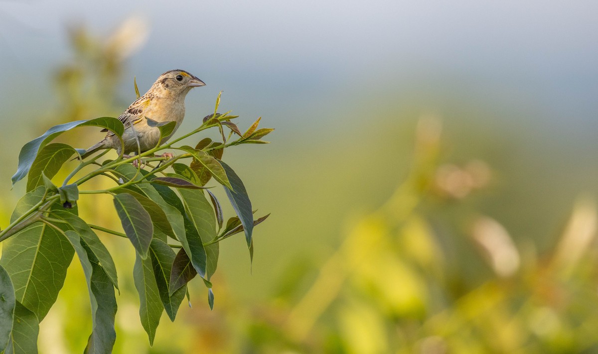 Grasshopper Sparrow - ML452211611