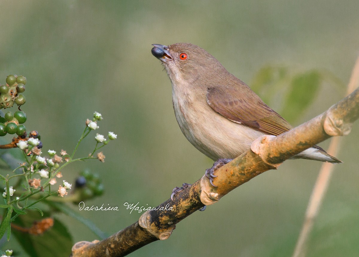 Thick-billed Flowerpecker - ML452212061