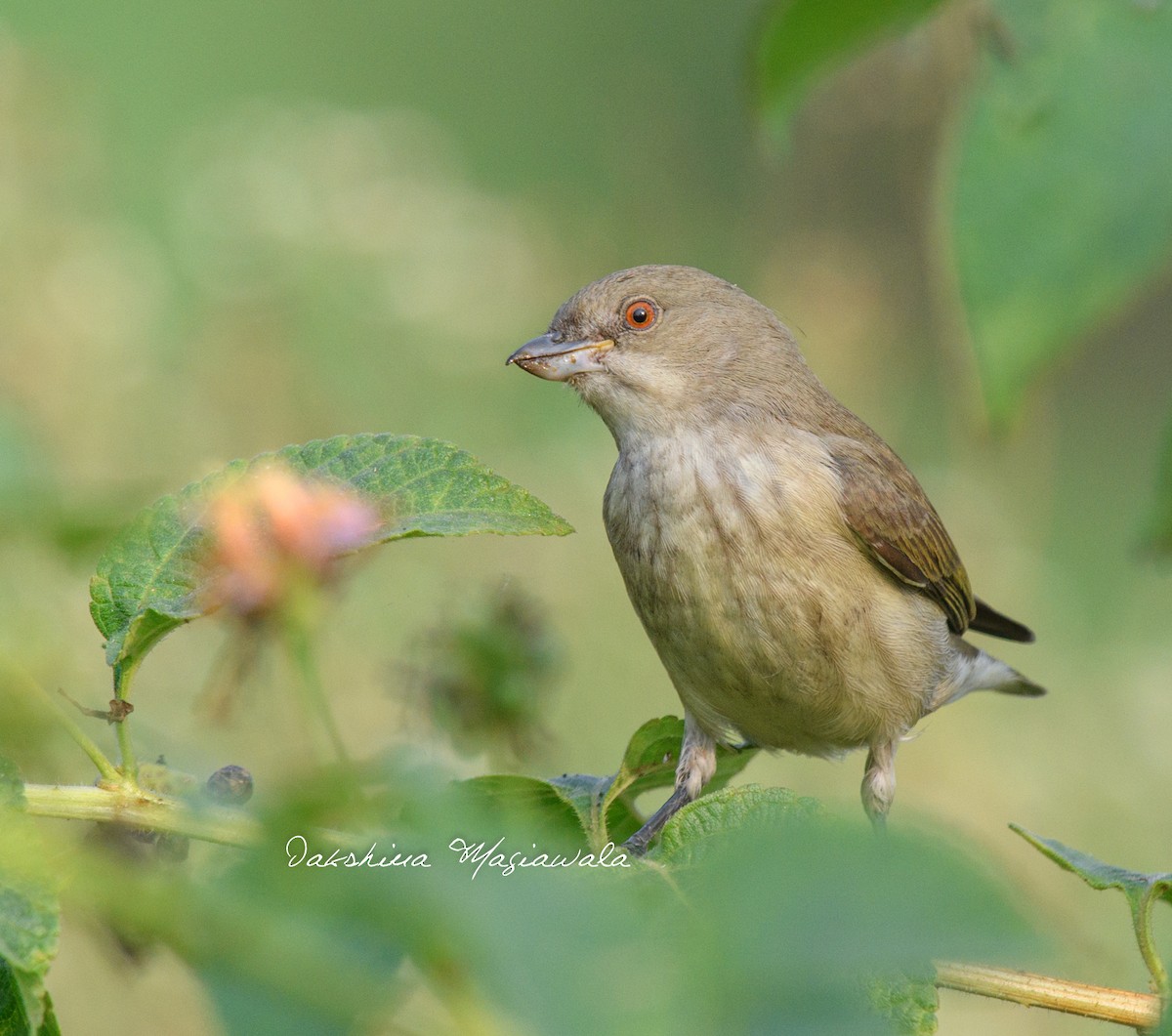 Thick-billed Flowerpecker - ML452212071