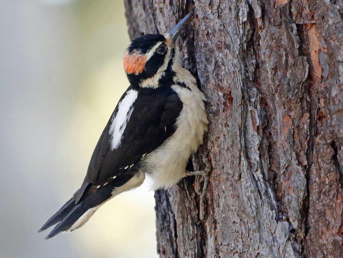 Hairy Woodpecker (Pacific) - ML452212441
