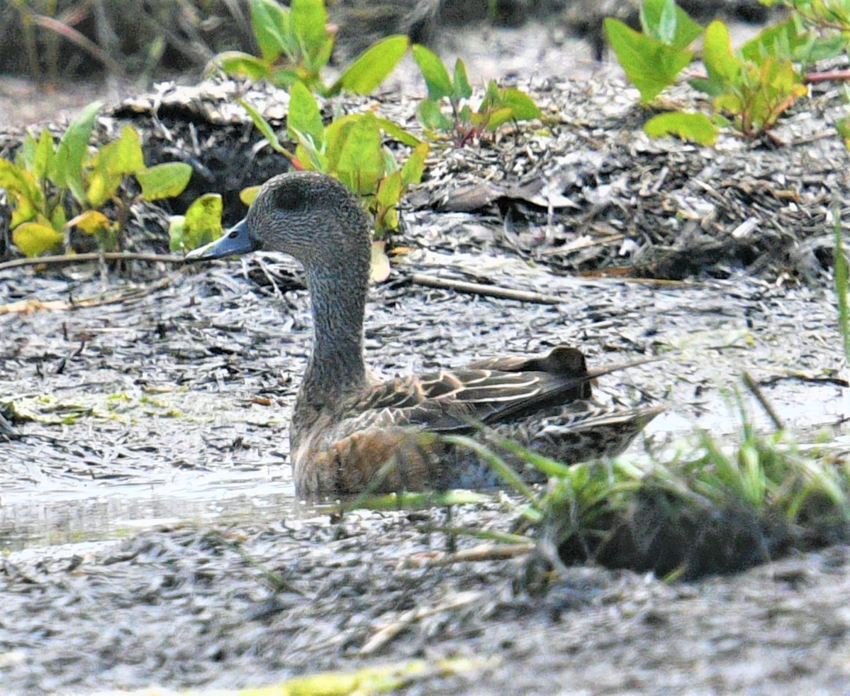 American Wigeon - MJ Heatherington