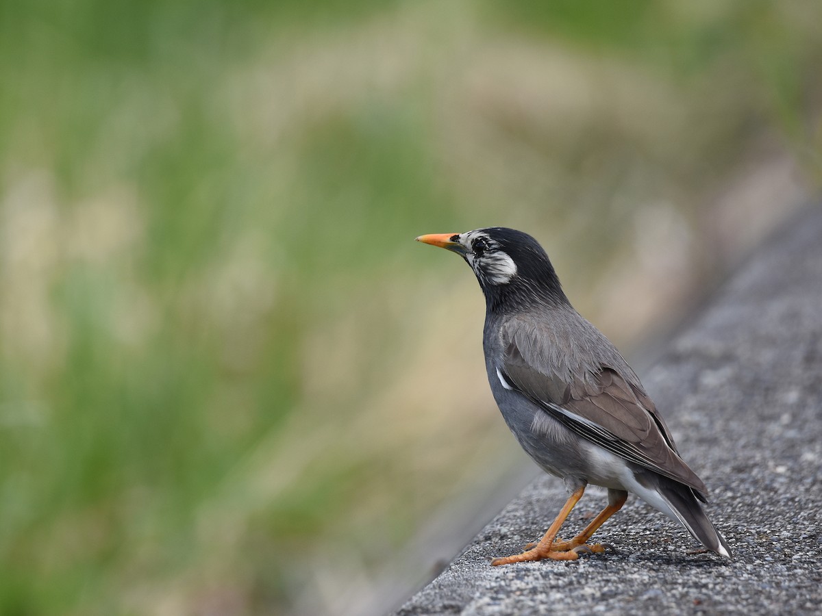 White-cheeked Starling - Yojiro Nagai