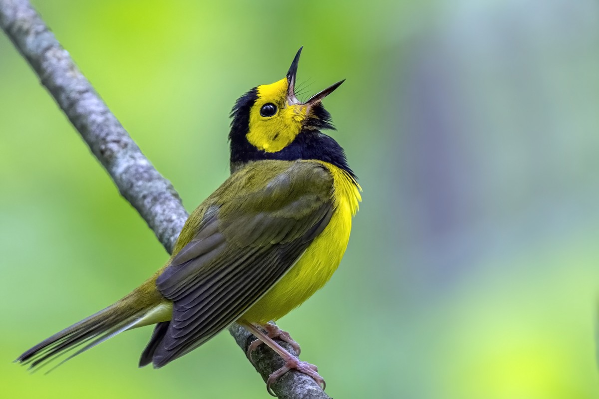 Hooded Warbler - ML452213491