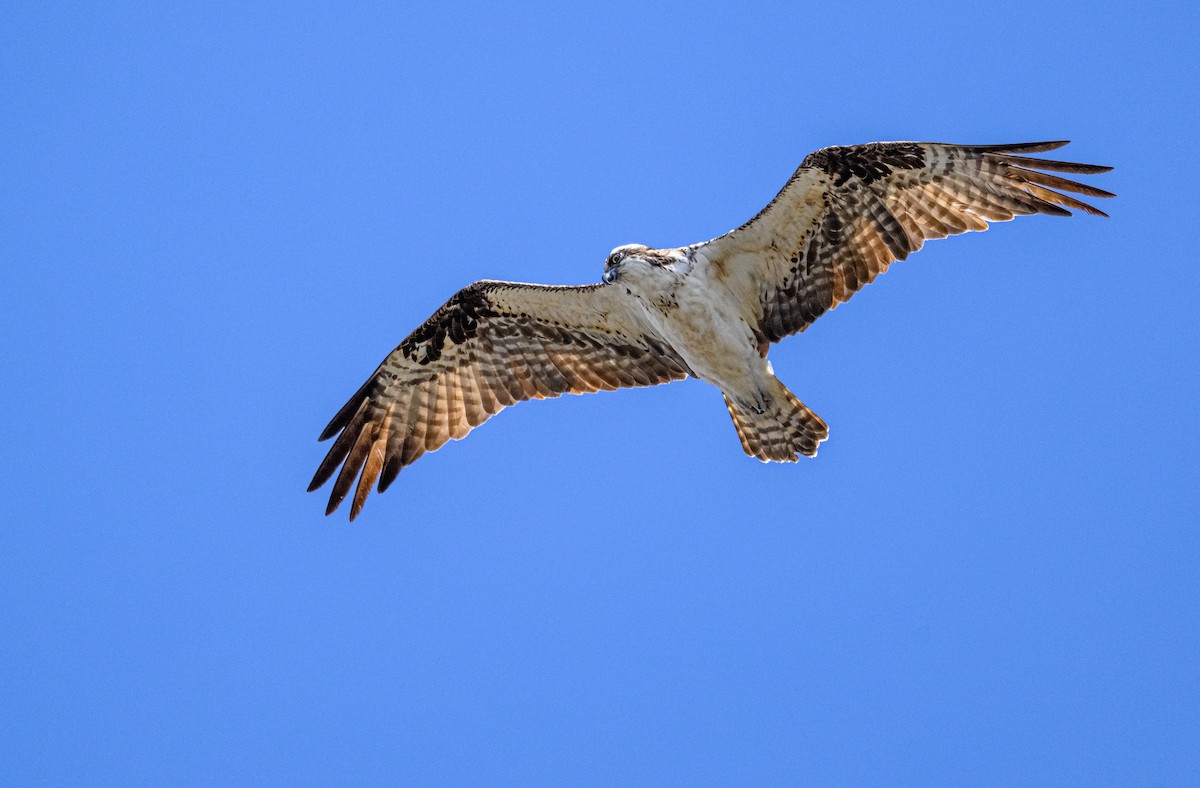 Balbuzard pêcheur - ML452213581