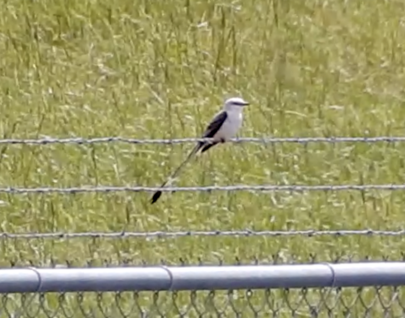 Scissor-tailed Flycatcher - ML452213641