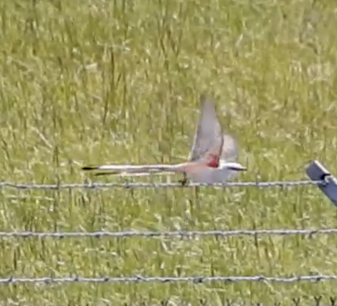 Scissor-tailed Flycatcher - ML452213751