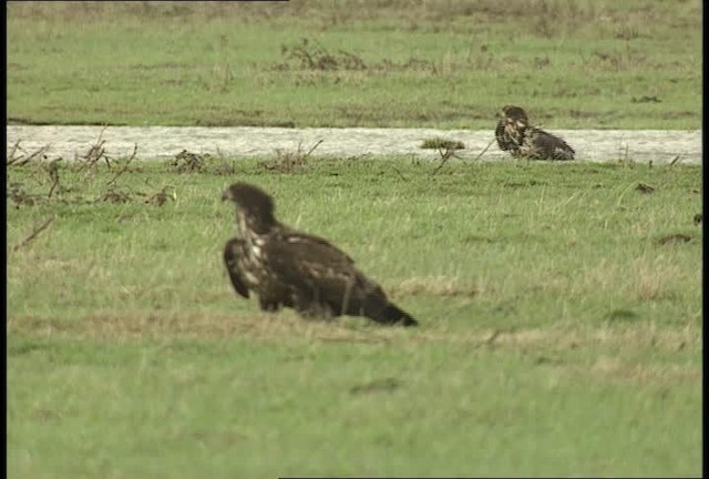 Weißkopf-Seeadler - ML452214