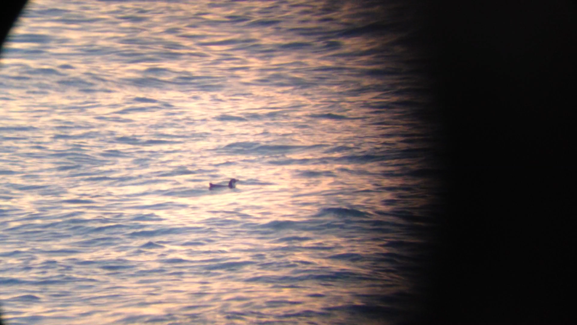 Humboldt Penguin - ML45221481