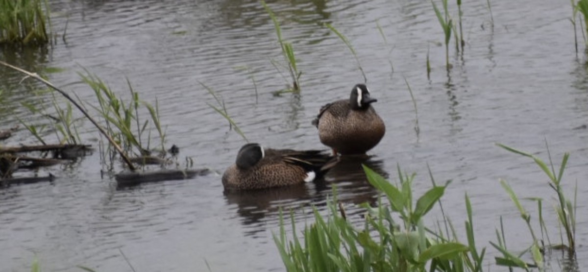 Blue-winged Teal - ML452214811