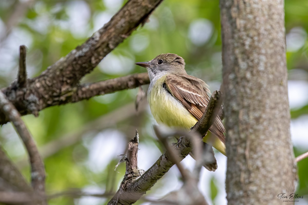 Great Crested Flycatcher - ML452214881