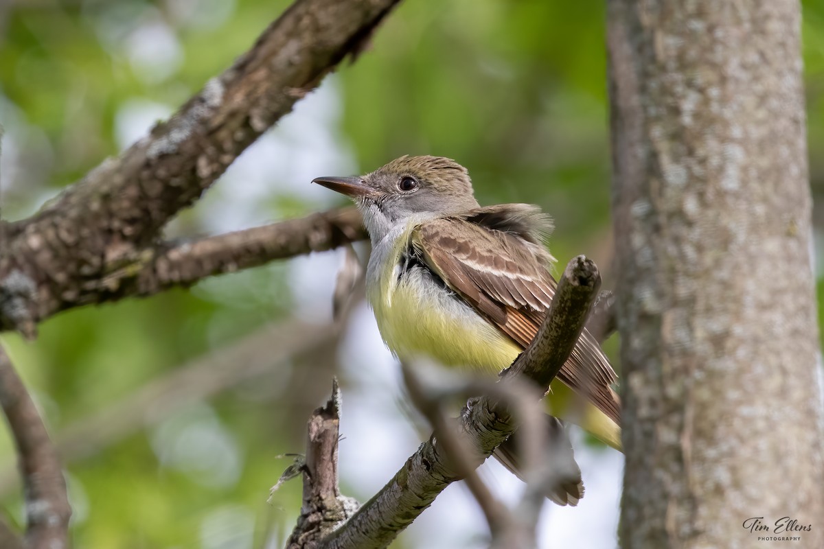 Great Crested Flycatcher - ML452214931