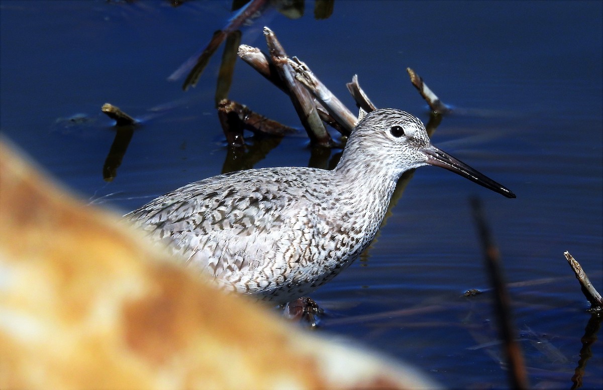 Willet - ML452216601