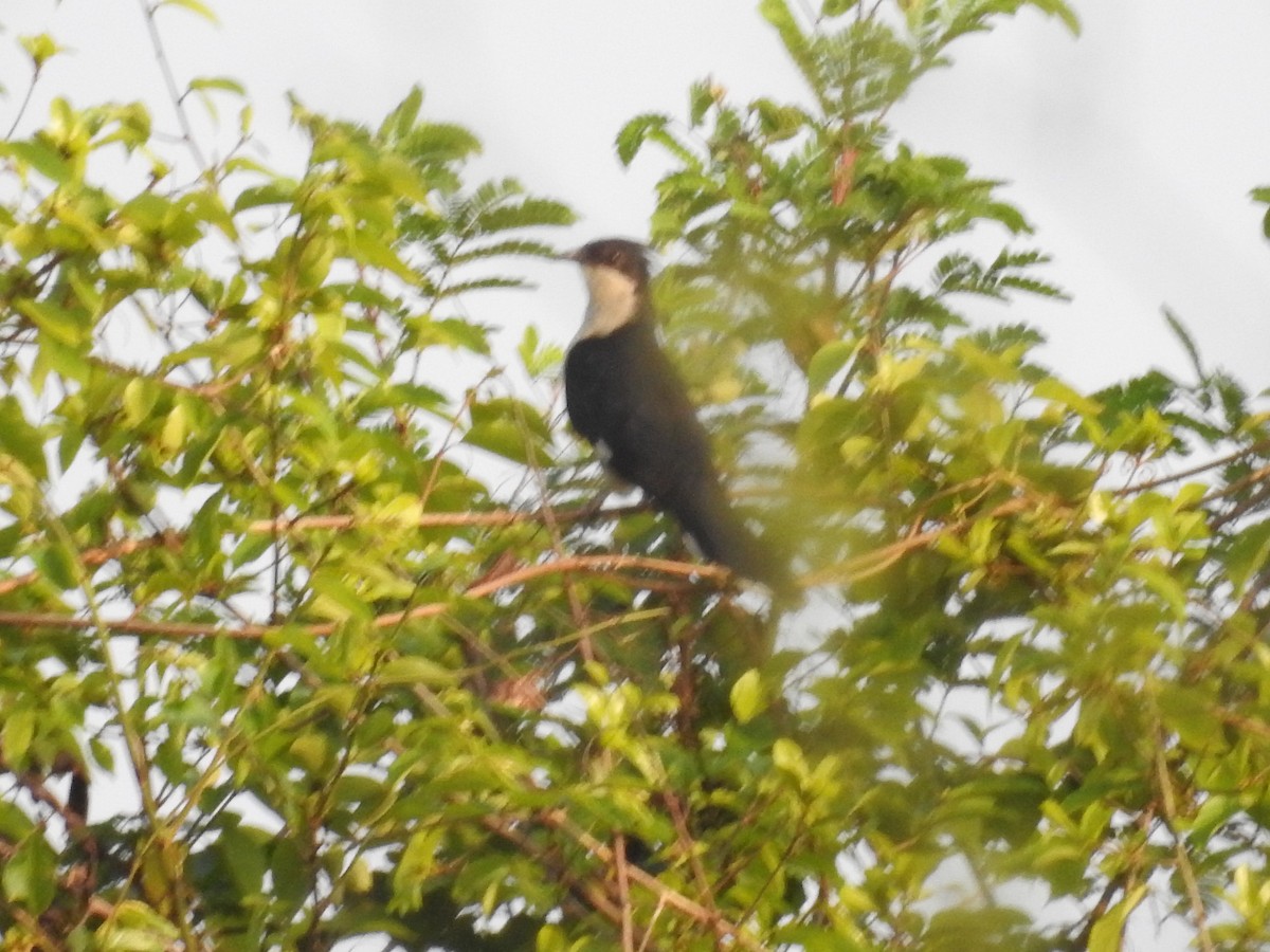 Pied Cuckoo - ML452216621