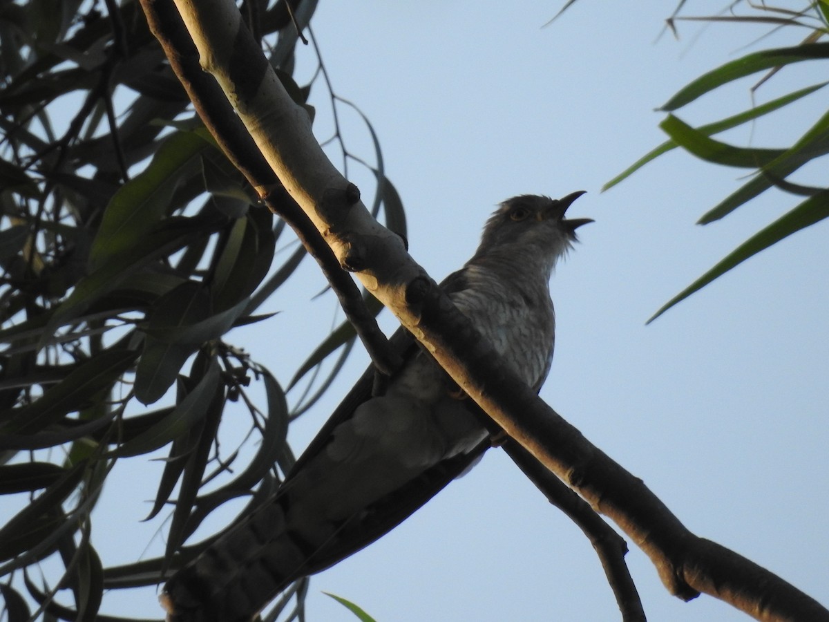Common Hawk-Cuckoo - ML452216691