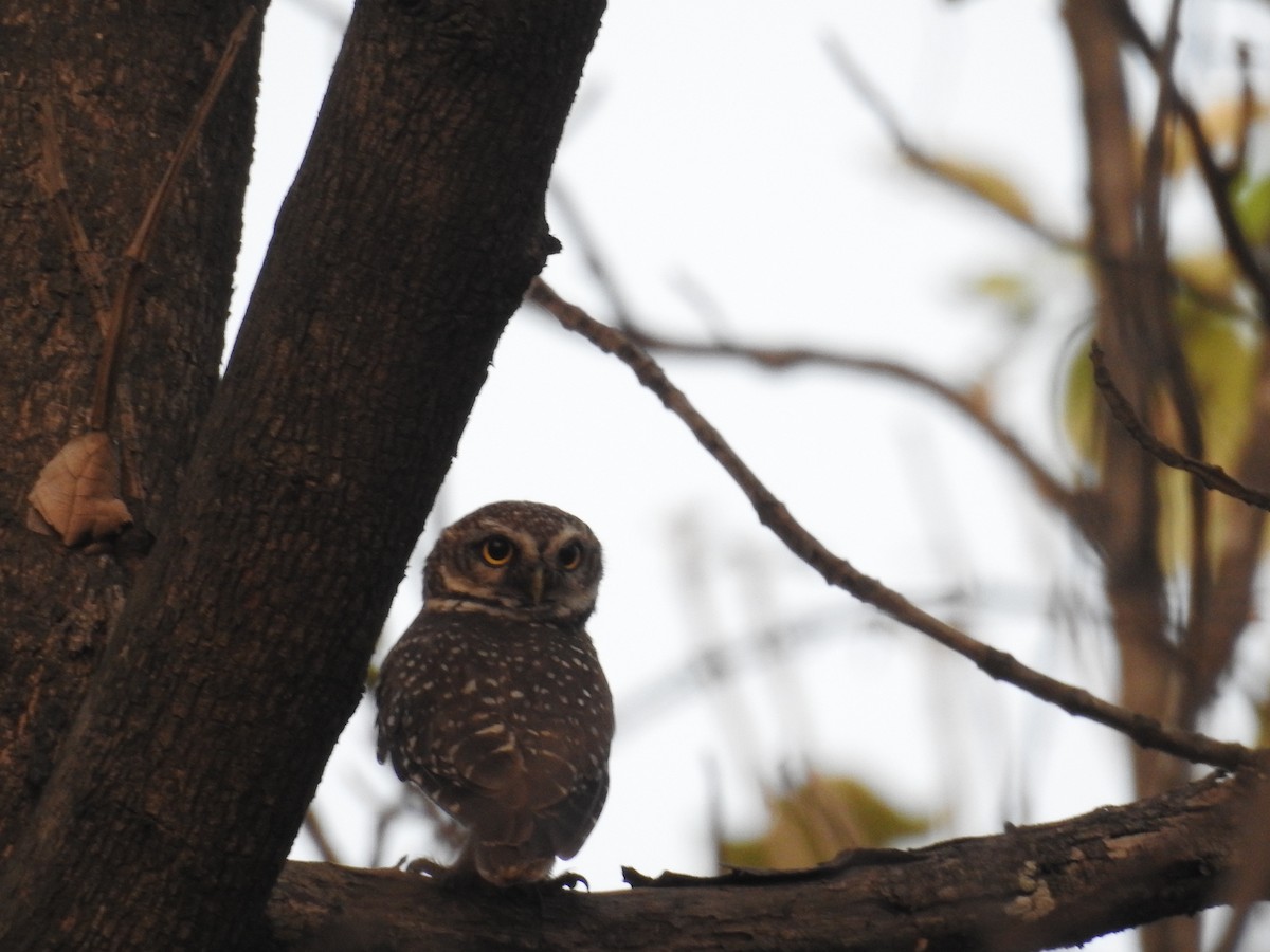 Spotted Owlet - ML452216811