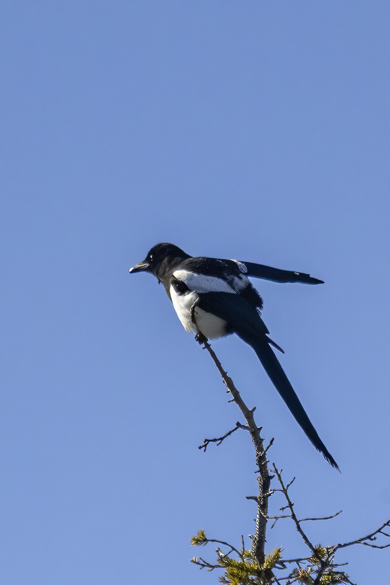 Black-billed Magpie - ML452217601