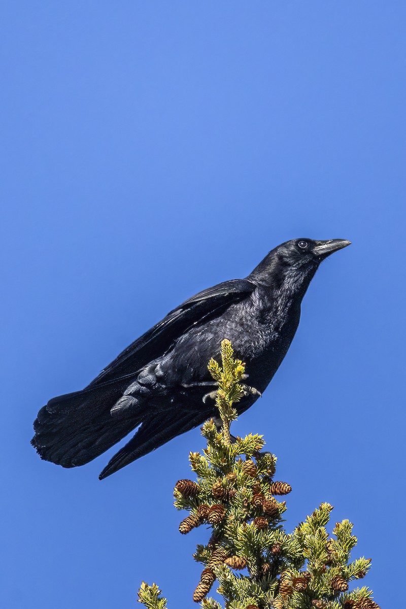 American Crow - andy Denton