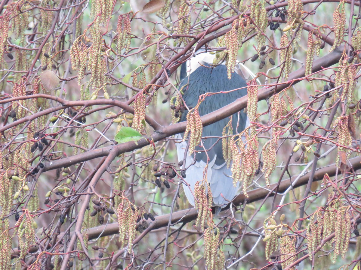 Black-crowned Night Heron - ML45221881