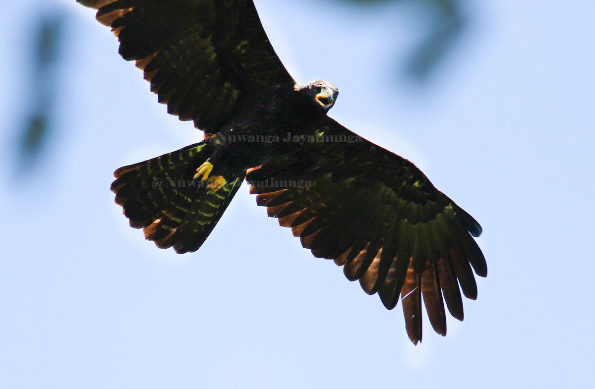 Black Eagle - Nuwanga Jayathunga
